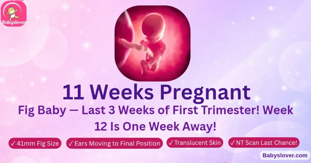 11 weeks pregnant fig baby brain half body weight liver making blood cells NT scan symptoms last weeks first trimester