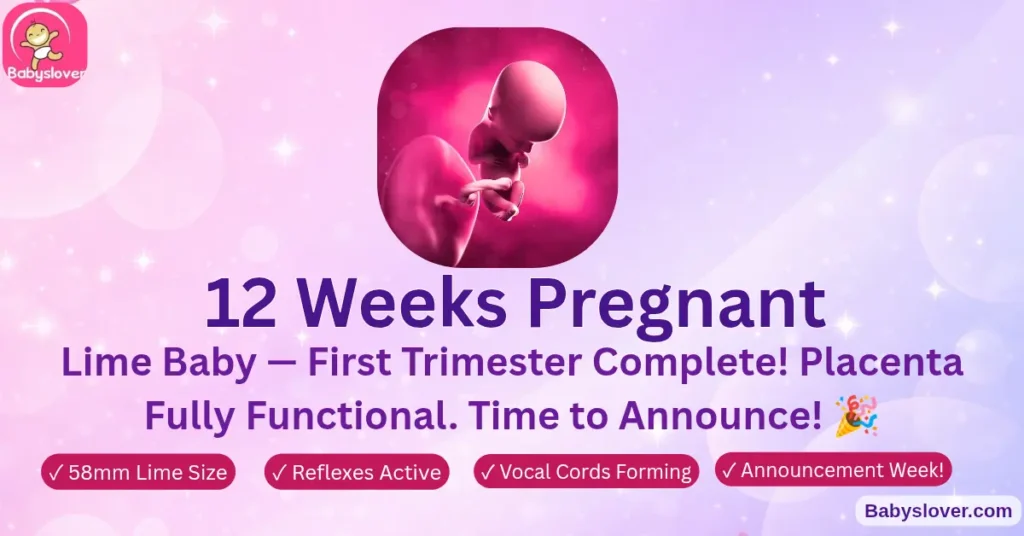 12 weeks pregnant lime baby first trimester over miscarriage risk drops all organs formed placenta functional announcement week