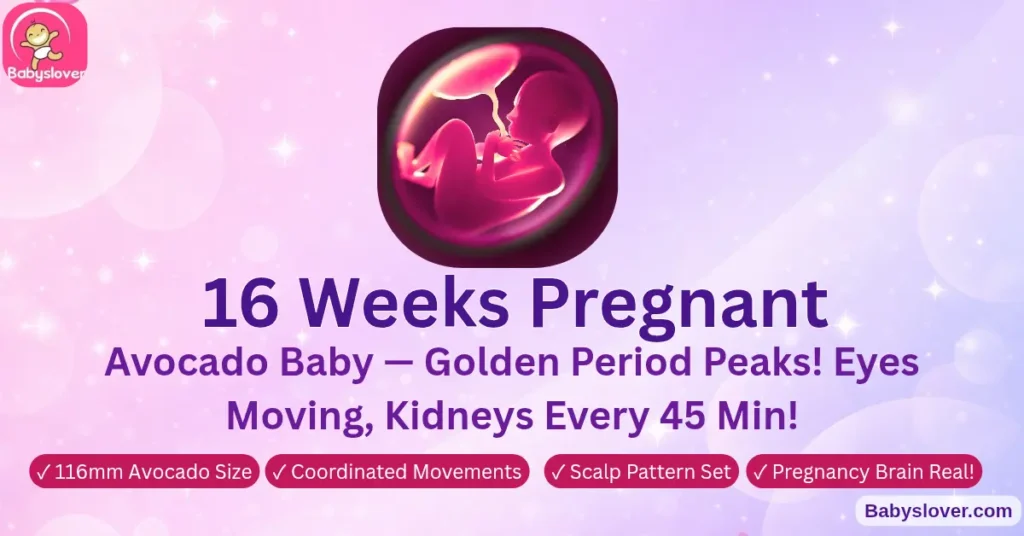 16 weeks pregnant avocado baby can hear voice quickening first movements eyes moving ears final position growth spurt second trimester