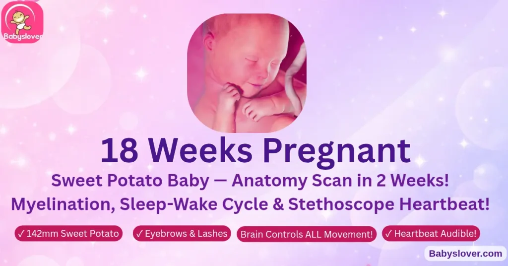 18 weeks pregnant sweet potato baby motor cortex fully formed lanugo covers body meconium forming sleep wake cycle anatomy scan 2 weeks eyebrows lashes
