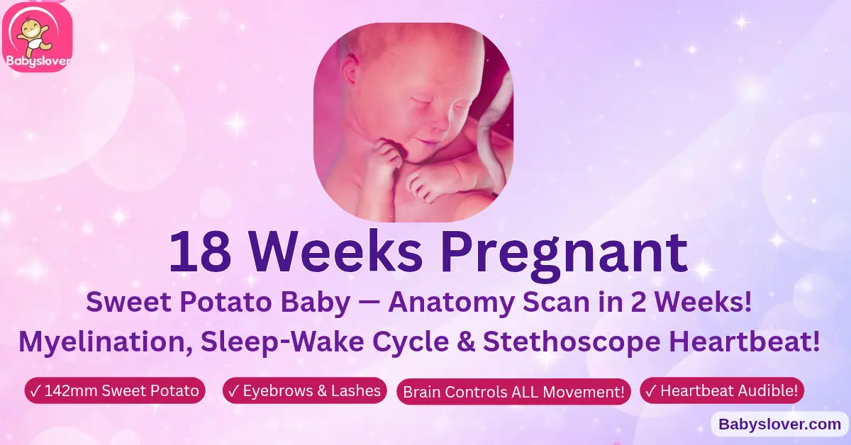 18 weeks pregnant sweet potato baby motor cortex fully formed lanugo covers body meconium forming sleep wake cycle anatomy scan 2 weeks eyebrows lashes