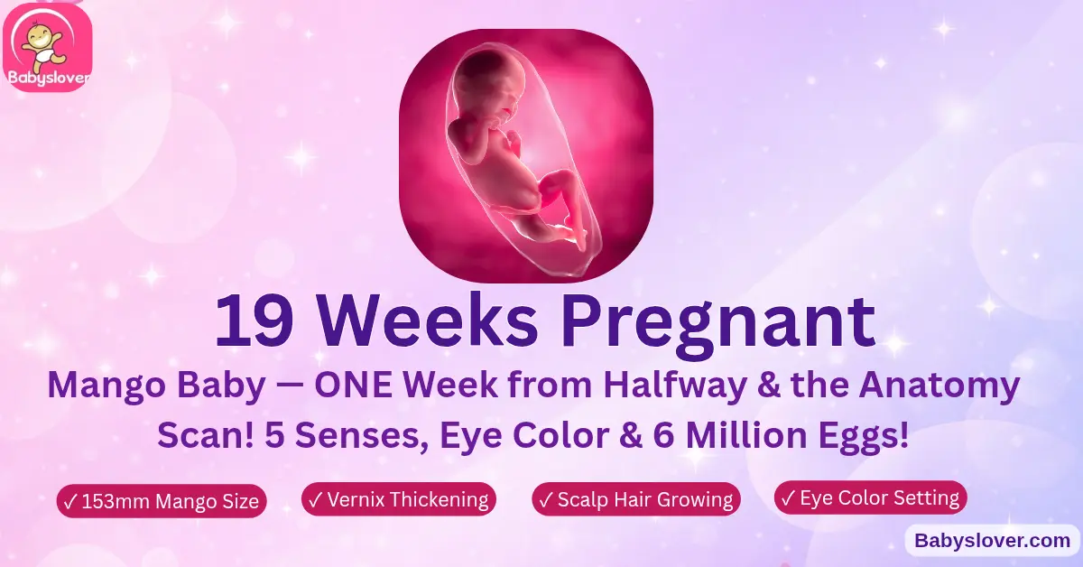 19 weeks pregnant mango baby sensory brain all 5 senses wiring simultaneously thumb sucking kidneys urine amniotic fluid vernix thickening eye color scalp hair second trimester