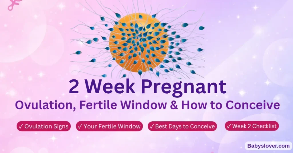 2 weeks pregnant ovulation fertile window symptoms ,baby size, what to expect