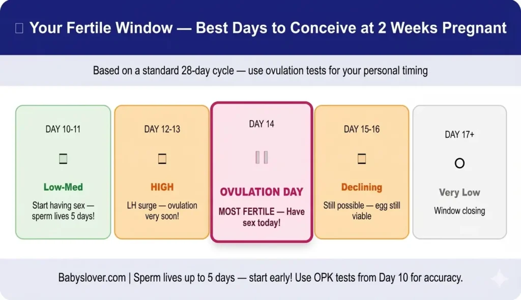 fertile window ovulation chart 2 weeks pregnant when to have sex to conceive