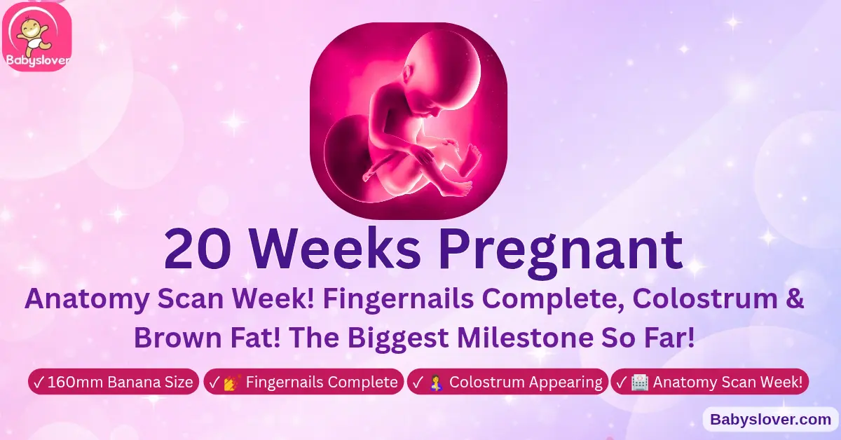 20 weeks pregnant halfway banana baby anatomy scan bone marrow red blood cells practice breathing brown fat colostrum fingernails complete fundal height