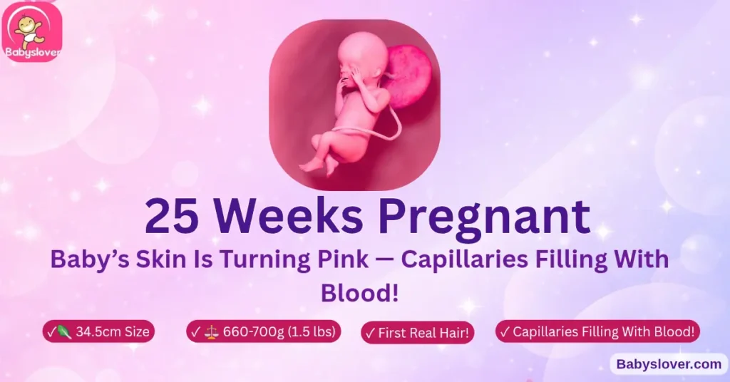 25 weeks pregnant rutabaga baby skin turns pink capillaries eyelids opening hair growing head touch bump baby responds 6 months pregnant 660 grams 34cm