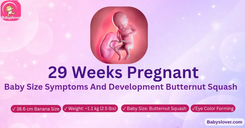 29 weeks pregnant baby size symptoms and development butternut squash 