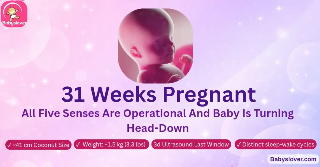 31 weeks pregnant baby size all 5 senses development coconut