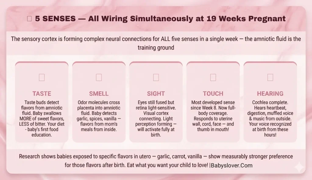 5 senses wiring baby brain 19 weeks pregnant taste touch smell sight hearing sensory cortex neural connections amniotic fluid flavor training
