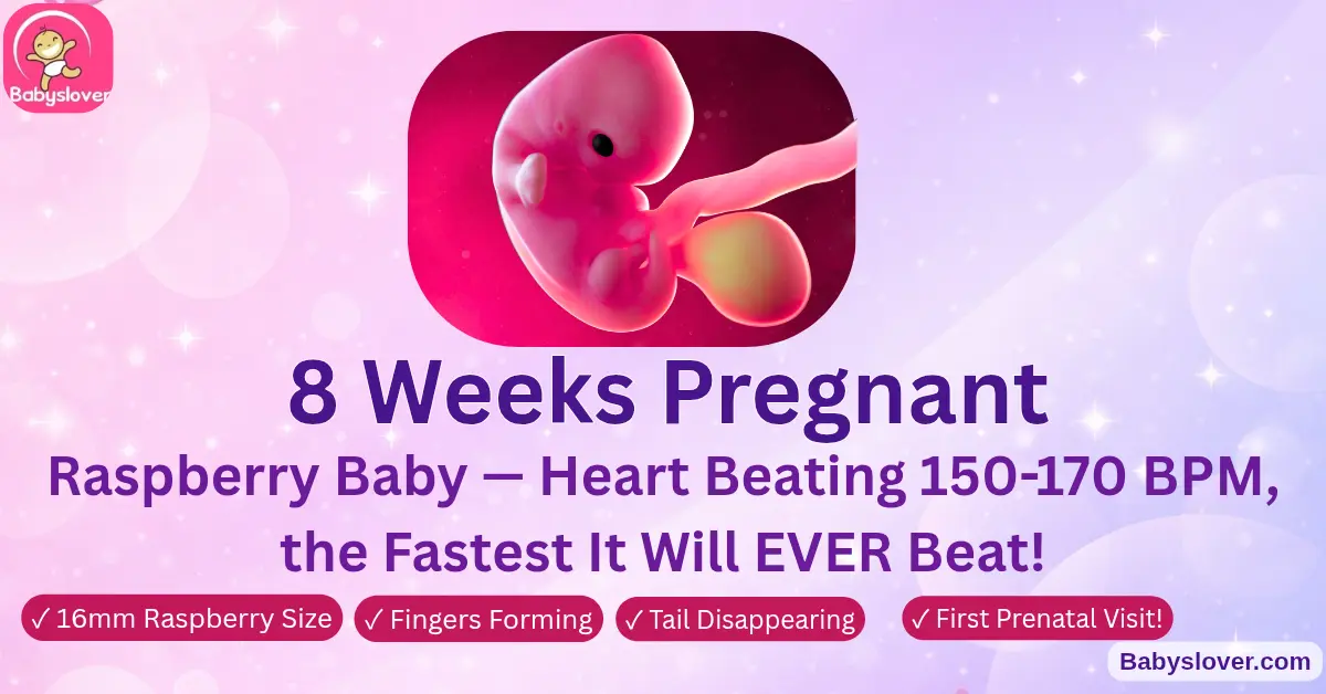 8 weeks pregnant symptoms raspberry baby size first prenatal visit heart rate 150 bpm development