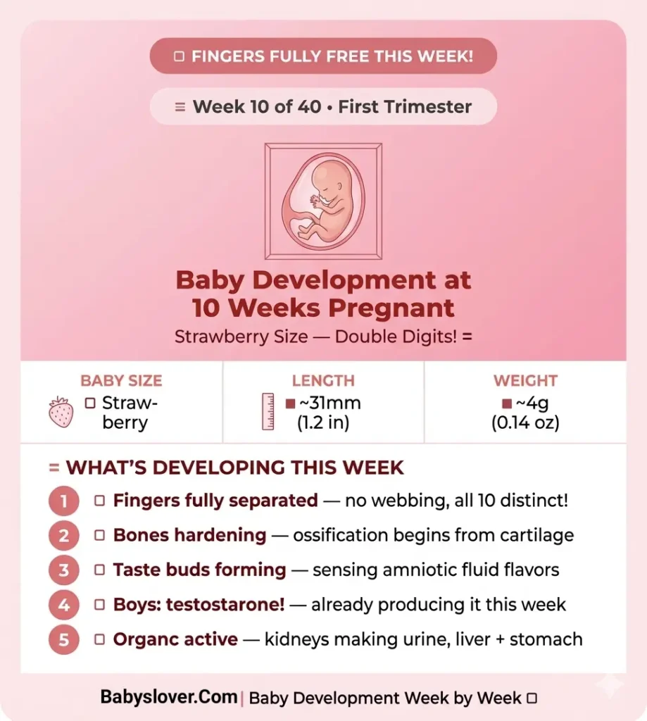 10 weeks pregnant, 10 weeks pregnant symptoms, baby size 10 weeks, strawberry baby, NIPT test, hCG peak, 10 week ultrasound, bones hardening, fingers separated, first trimester, baby development week 10