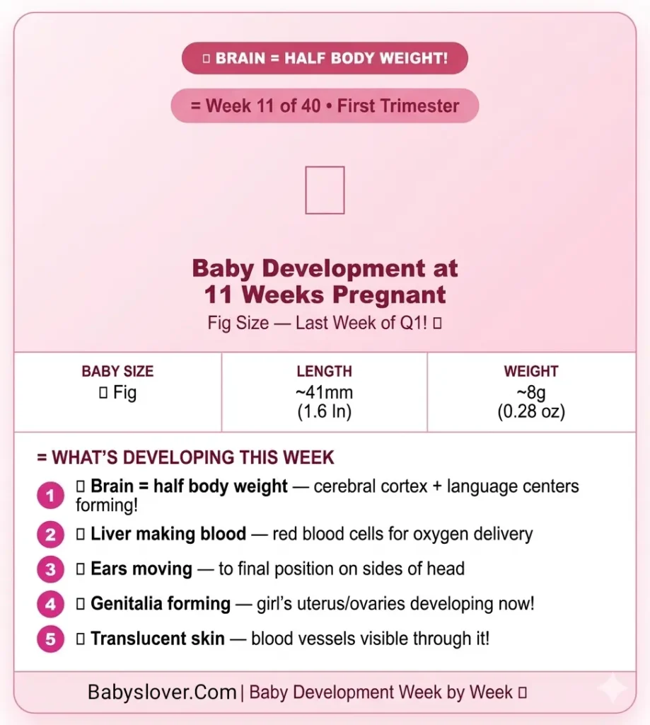 baby development at 11 weeks pregnant fig size brain half body weight liver red blood cells ears moving genitals forming translucent skin