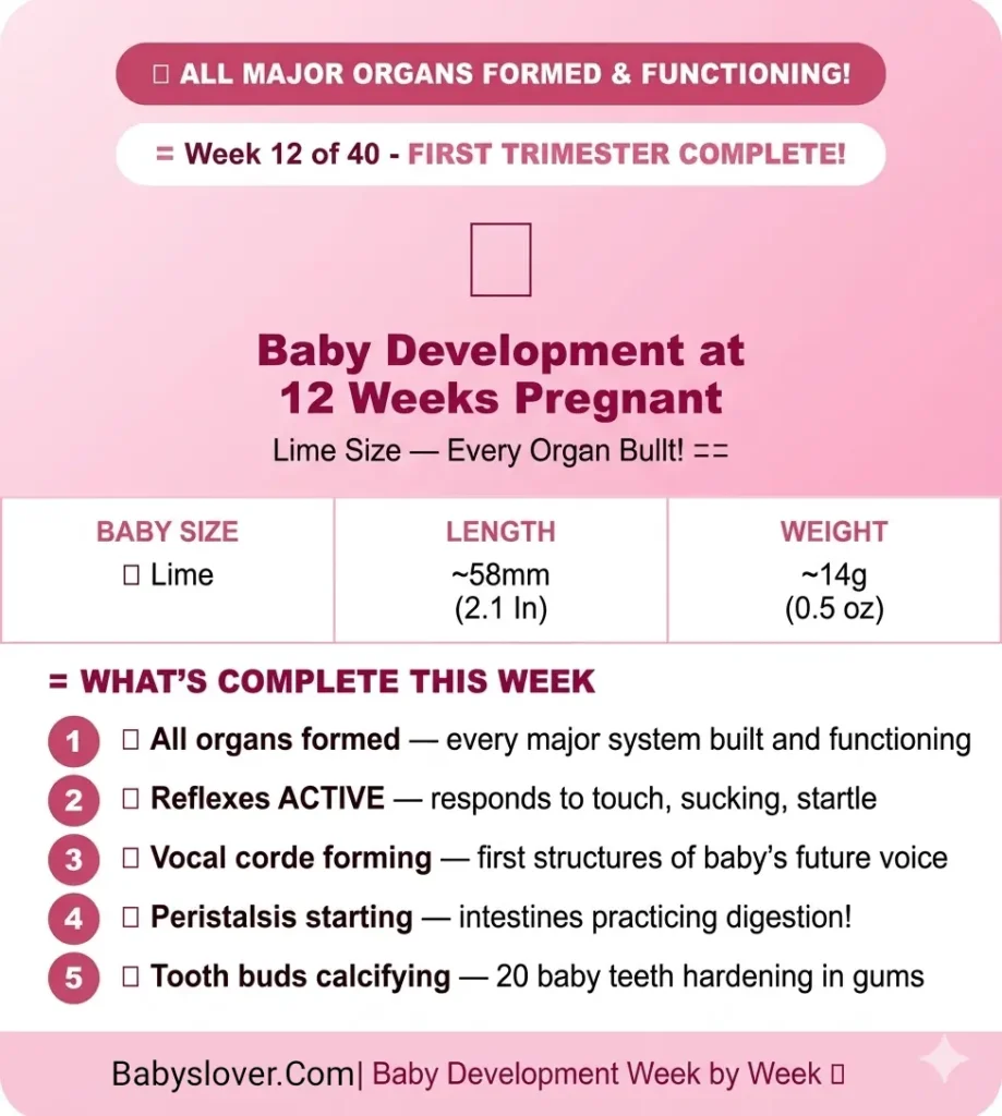 baby development at 12 weeks pregnant lime size all organs formed reflexes active vocal cords forming peristalsis tooth buds calcifying