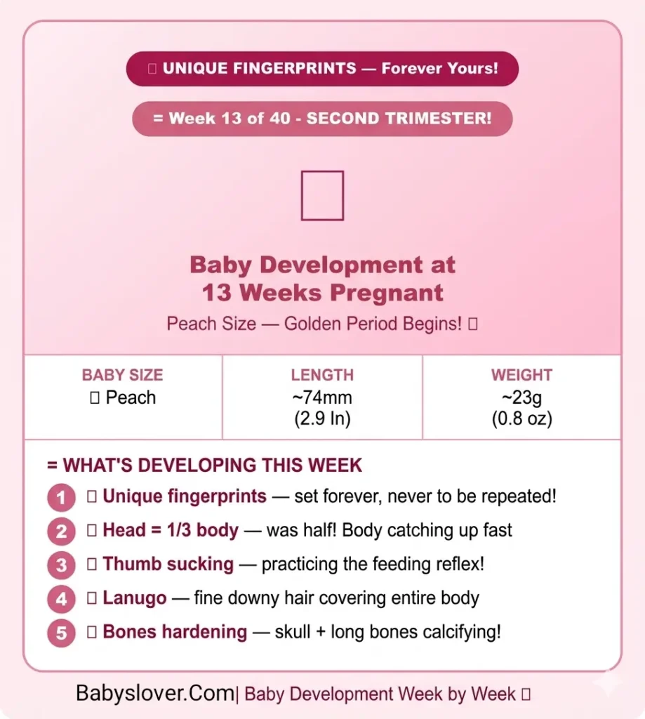 baby development at 13 weeks pregnant peach size fingerprints forming head one third thumb sucking lanugo bones hardening