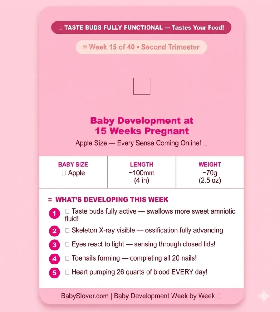 baby development at 15 weeks pregnant apple size taste buds skeleton x-ray light sensitivity toenails heart 26 quarts hiccups