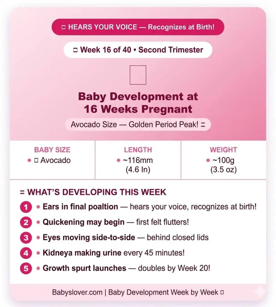 baby development at 16 weeks pregnant avocado size hears voice quickening eyes moving ears final position kidneys urine 45 minutes growth spurt