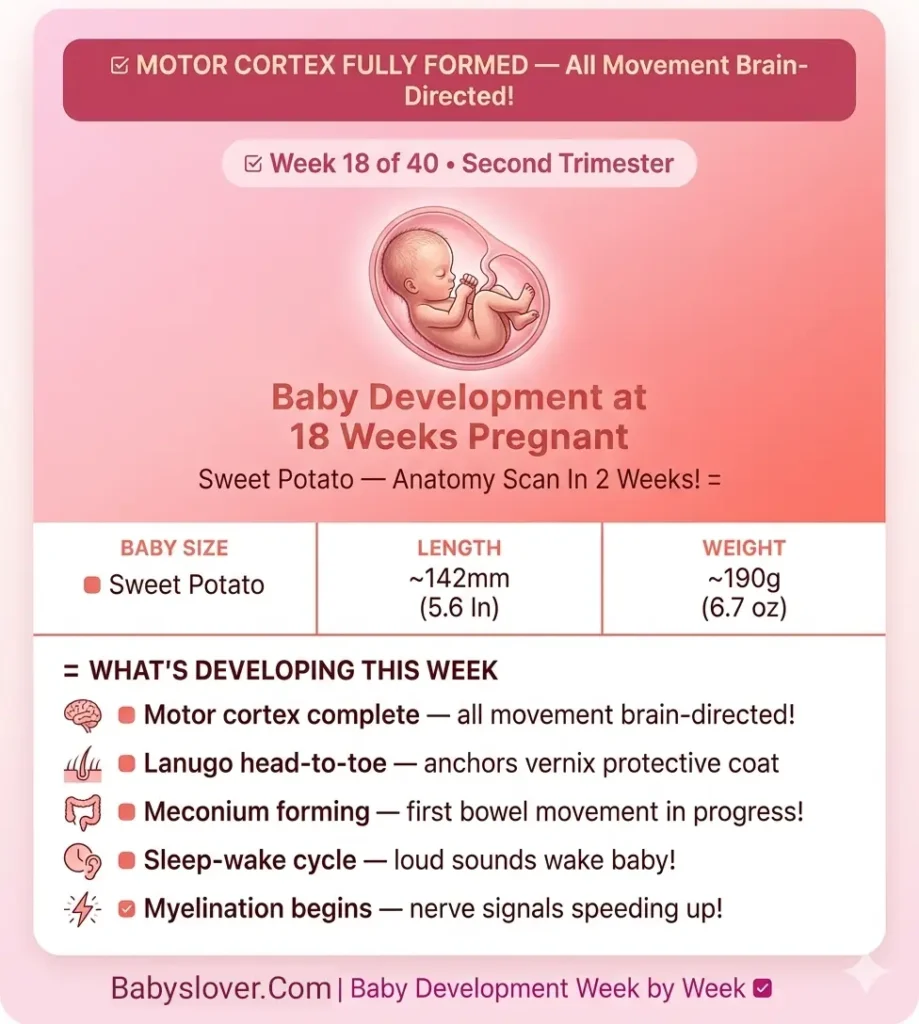 baby development at 18 weeks pregnant sweet potato motor cortex fully formed lanugo covers body meconium sleep wake cycle myelination eyebrows lashes