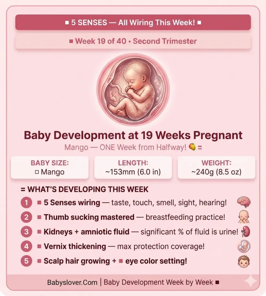 baby development at 19 weeks pregnant mango size sensory brain 5 senses thumb sucking vernix thickening kidneys urine amniotic fluid scalp hair eye color