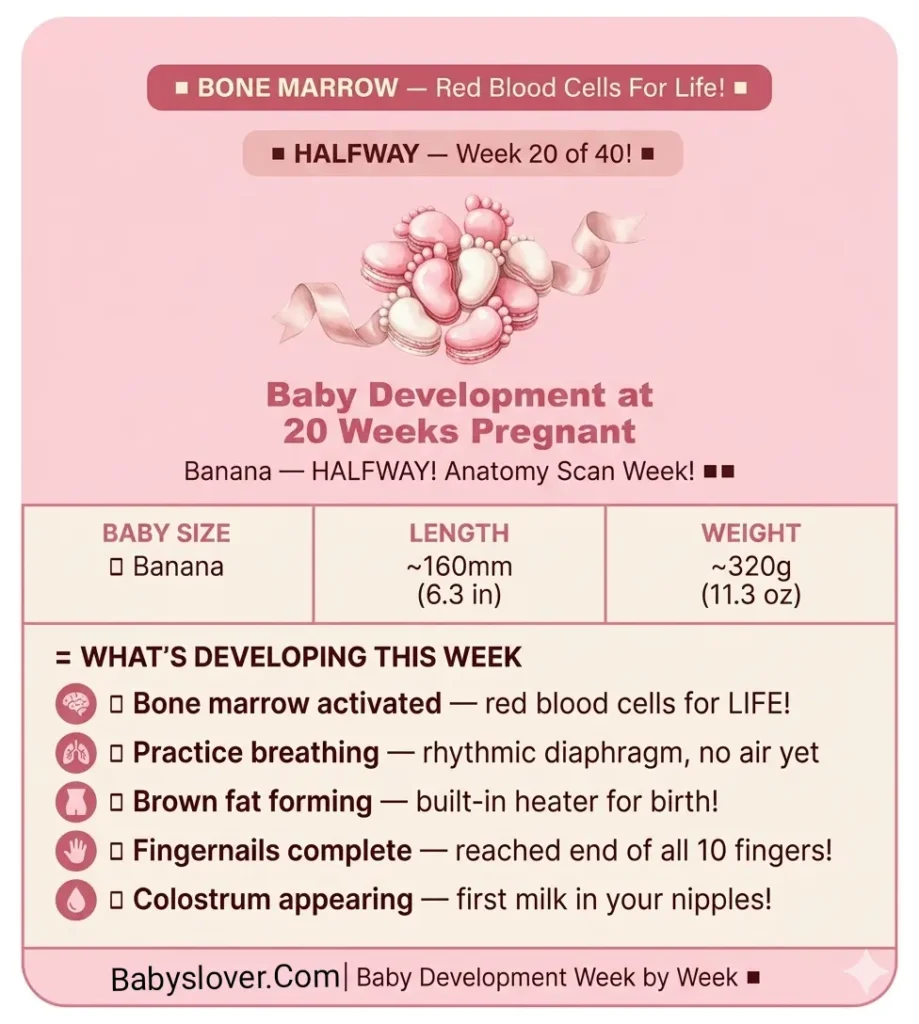 baby development at 20 weeks pregnant banana halfway bone marrow red blood cells practice breathing brown fat fingernails complete colostrum anatomy scan