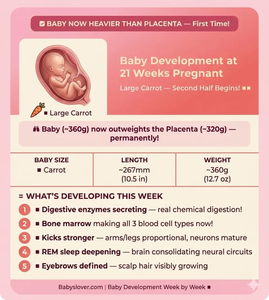 baby development at 21 weeks pregnant carrot size heavier than placenta digestive enzymes bone marrow all blood cells strong kicks REM sleep eyebrows scalp hair