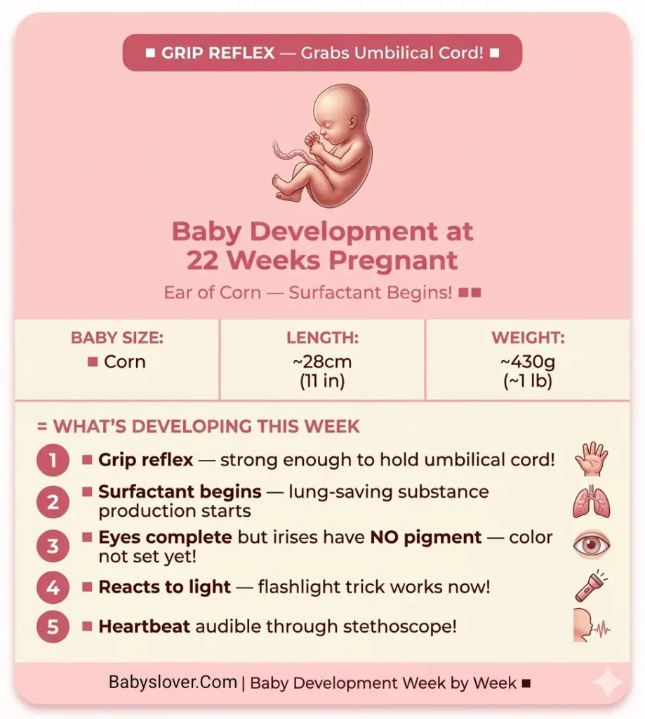 baby development at 22 weeks pregnant corn size grip reflex umbilical cord surfactant lung development eye color not set irises no pigment flashlight reaction stethoscope heartbeat