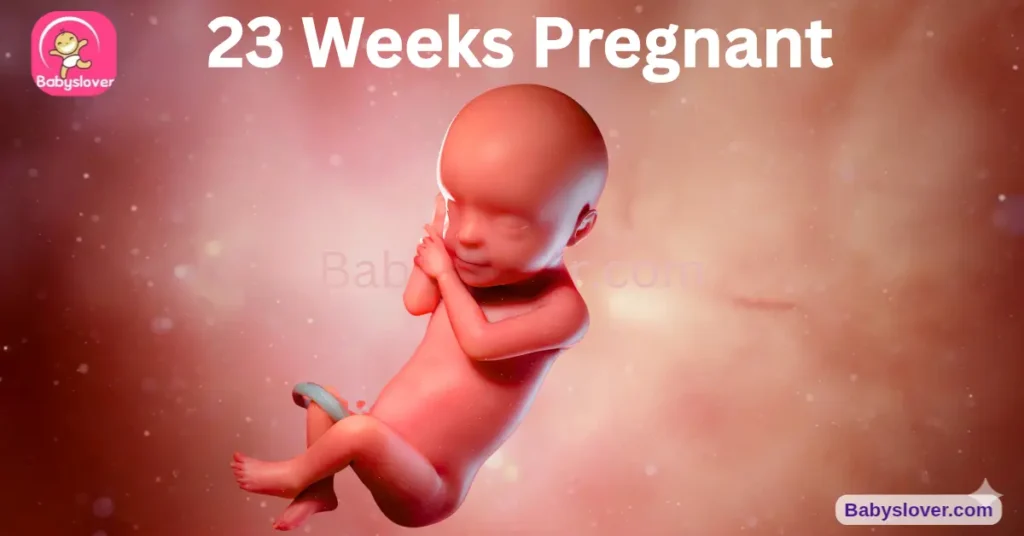 23 weeks pregnant, 23 weeks pregnant symptoms, baby size 23 weeks, grapefruit baby, voice recognition 23 weeks, inner ear fully formed balance, viability week 24, 80 percent REM sleep baby, lung blood vessels gas exchange, preterm labor signs 23 weeks, 23 weeks pregnant belly, 23 weeks pregnant movement, pregnancy brain forgetfulness, skin tags pregnancy, perineal massage when to start, stress incontinence pregnancy, 23 week ultrasound baby development, third trimester approaching, counting kicks 23 weeks