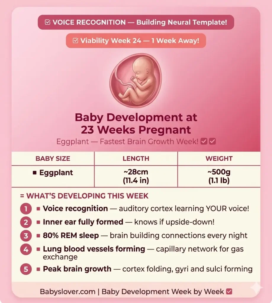 baby development at 23 weeks pregnant eggplant voice recognition inner ear balance viability week 24 80 percent REM sleep lung blood vessels fastest brain growth cortex folding