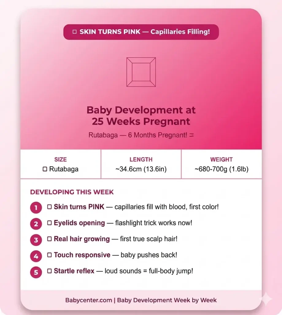 baby development at 25 weeks pregnant rutabaga skin turns pink capillaries eyelids opening hair growing head hands fully formed startle reflex