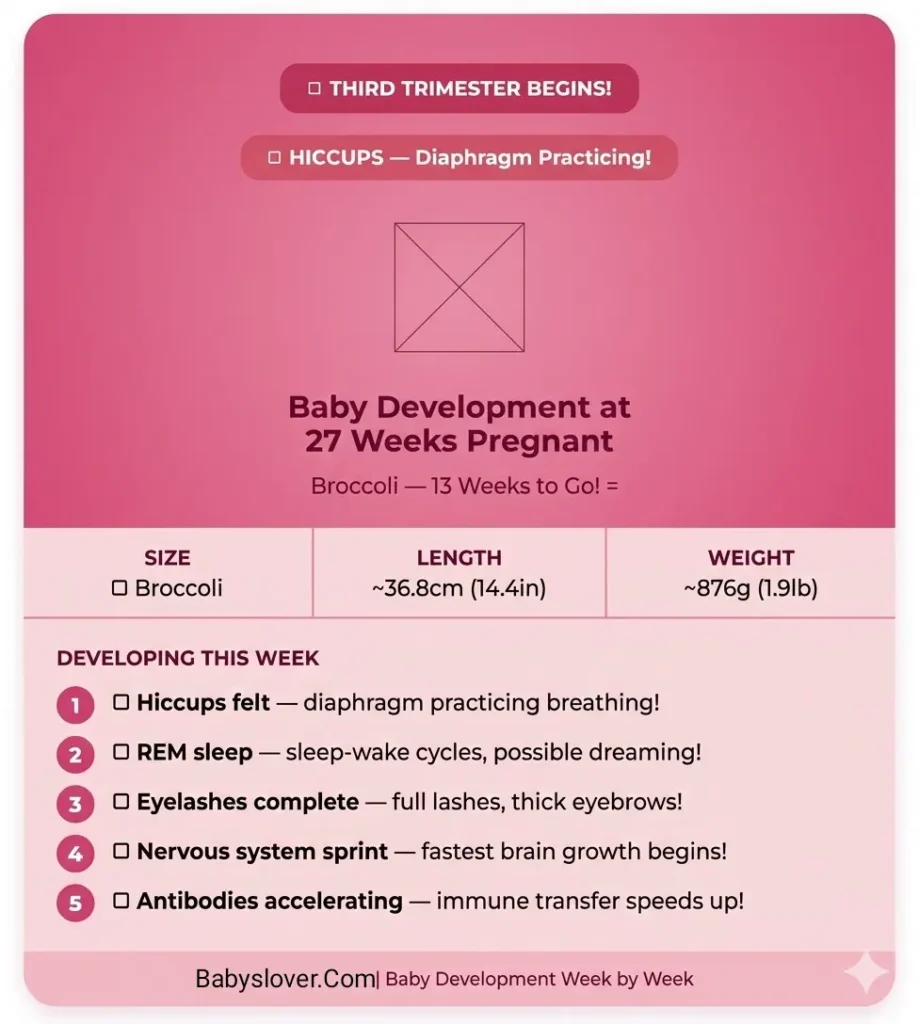 27 weeks pregnant, 27 weeks pregnant symptoms, baby size 27 weeks, third trimester begins 27 weeks, 27 weeks pregnant baby development, fetal hiccups third trimester feeling, hiccups in womb diaphragm breathing, baby sleep wake cycles 27 weeks, REM sleep fetus dreaming, eyelashes complete 27 weeks, 27 weeks pregnant belly, vivid dreams pregnancy, Braxton Hicks 27 weeks stronger, biweekly appointments 28 weeks start, head of broccoli baby size 27 weeks, back pain 27 weeks, 27 weeks pregnant weight gain, 27 weeks pregnant movement, nervous system matures 27 weeks, third trimester one week in