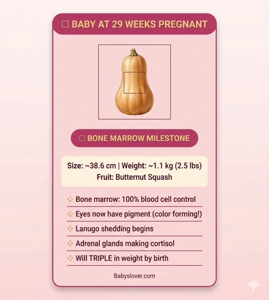 baby development at 29 weeks pregnant butternut squash size weight milestones