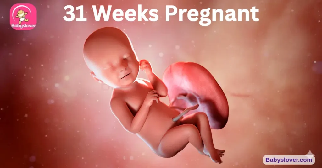 Baby Development 31 Weeks Pregnant Baby Belly Size.Length ,Weight,Hcg Level