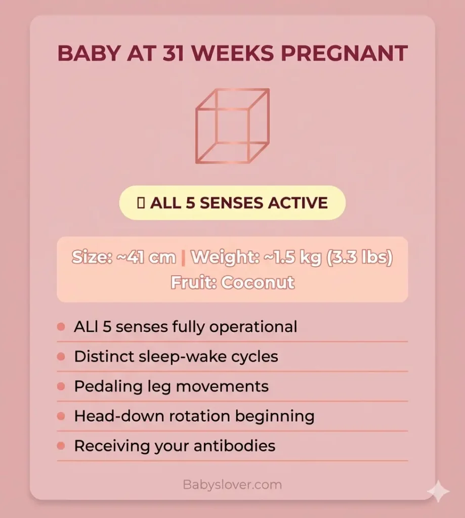 baby development at 31 weeks pregnant coconut size weight milestones