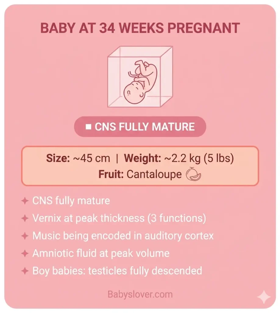 baby development at 34 weeks pregnant cantaloupe size weight milestones