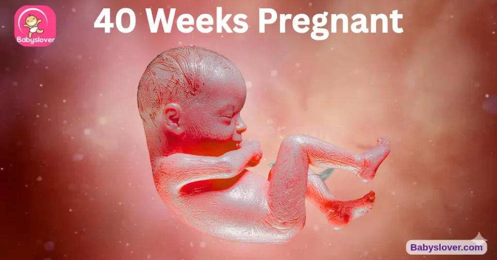 baby-development-40-weeks-pregnant Baby belly size.Length ,Weight,hcg level