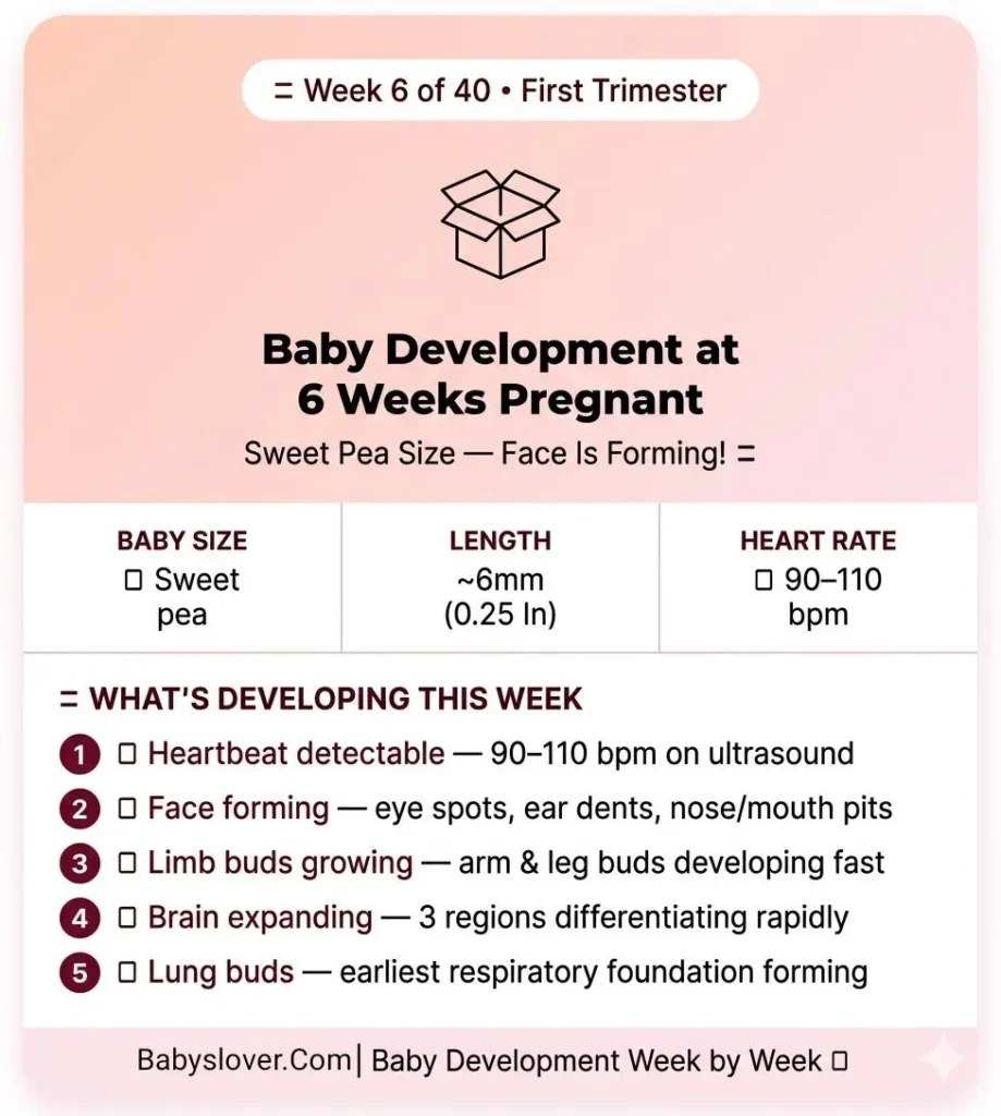 baby development at 6 weeks pregnant sweet pea size heartbeat face forming