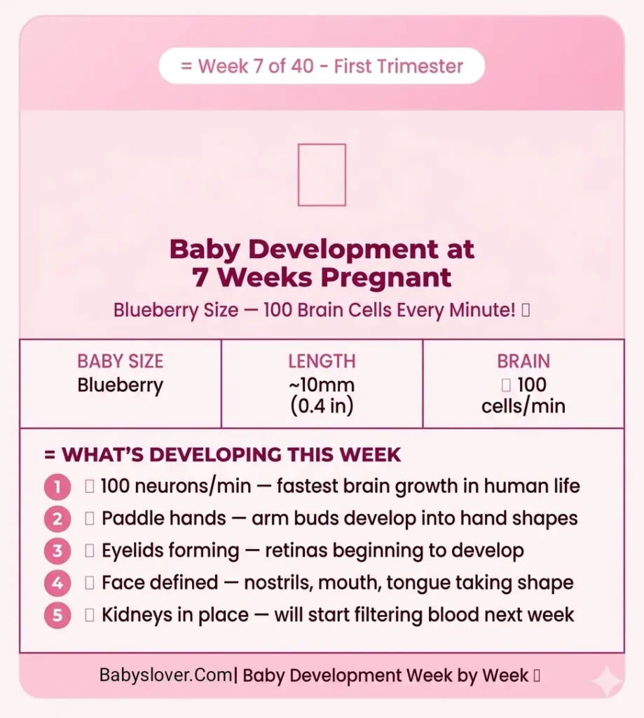 baby development at 7 weeks pregnant blueberry size brain neurons hands forming eyelids