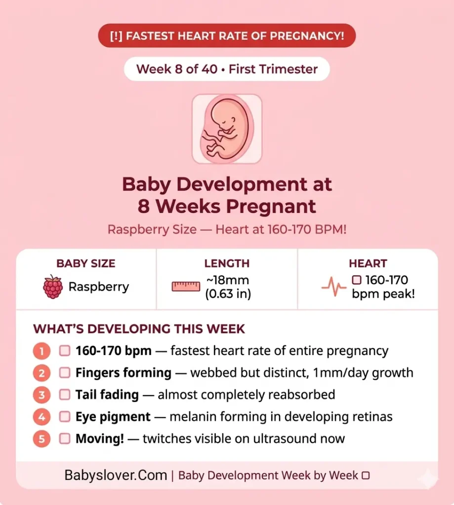 baby development at 8 weeks pregnant raspberry size fingers forming heart 150 bpm tail disappearing