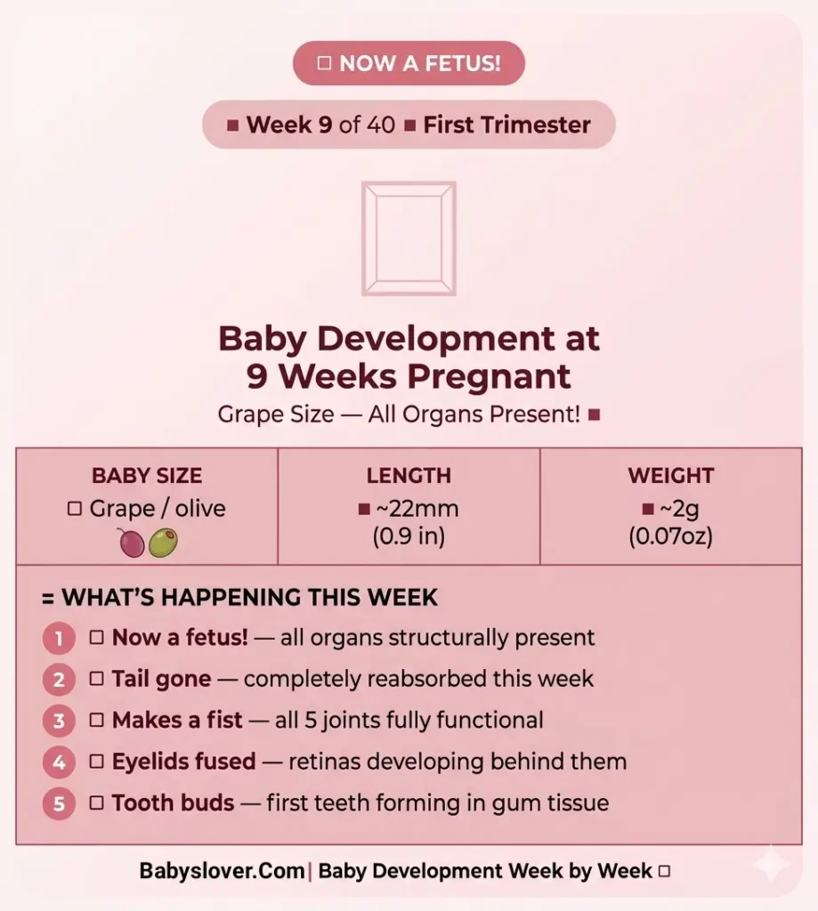 baby development at 9 weeks pregnant grape size fetus fist thumb sucking joints working