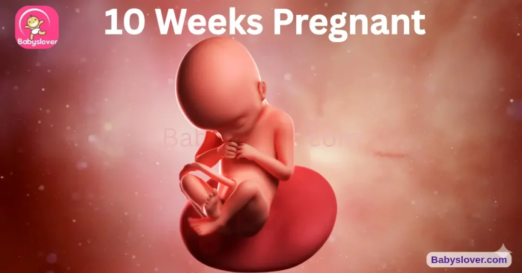 baby development at 10 weeks pregnant strawberry size fingers separated bones hardening taste buds forming