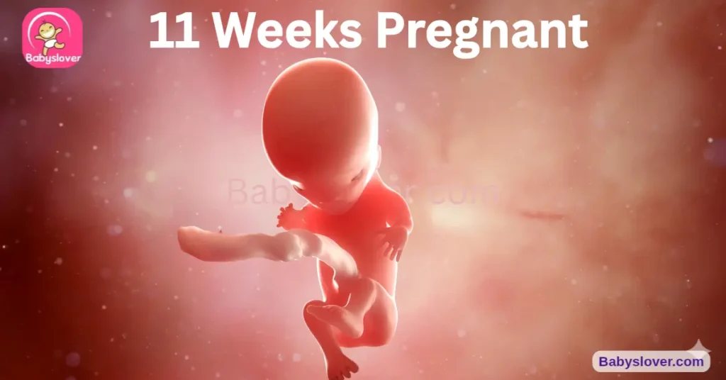 11 weeks pregnant, 11 weeks pregnant symptoms, baby size 11 weeks, fig baby, 11 week ultrasound, NT scan, linea nigra, nub theory, liver making blood cells, first trimester ending, baby development week 11, genitals forming