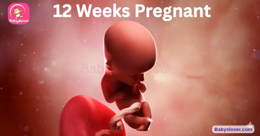 12 weeks pregnant, 12 weeks pregnant symptoms, baby size 12 weeks, lime baby, 12 week scan, miscarriage risk 12 weeks, pregnancy announcement, first trimester over, placenta fully functional, 12 week ultrasound, vocal cords forming, reflexes 12 weeks, baby development week 12