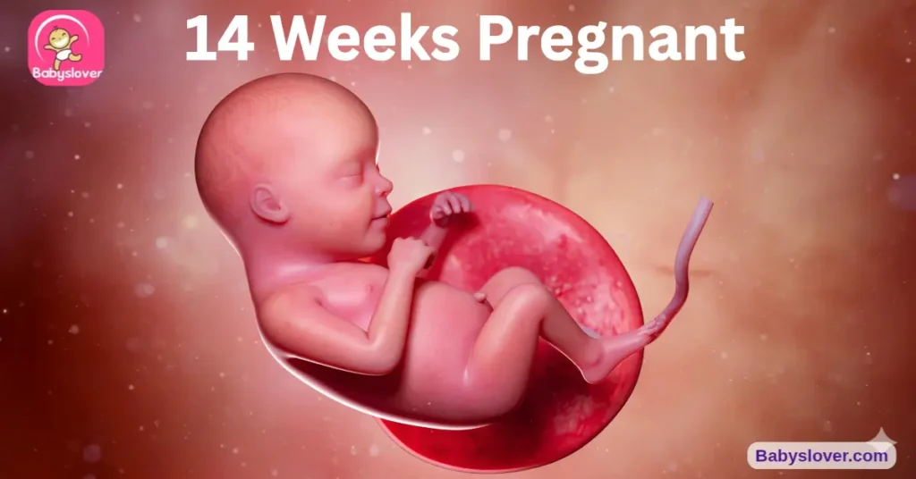 14 weeks pregnant, 14 weeks pregnant symptoms, baby size 14 weeks, lemon baby, facial expressions 14 weeks, spleen blood cells, mask of pregnancy chloasma, sex determination 14 weeks, baby neck defined, hair follicles, arms lengthening, quad screen, 14 week bump, baby development week 14