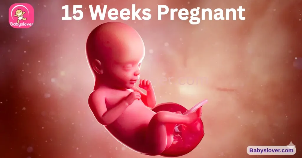 15 weeks pregnant, 15 weeks pregnant symptoms, baby size 15 weeks, apple baby, taste buds 15 weeks, skeleton x-ray visible, light sensitivity, toenails forming, quad screen, heartburn pregnancy, 15 week ultrasound, hiccups 15 weeks, fundal height, amniocentesis window, baby development week 15