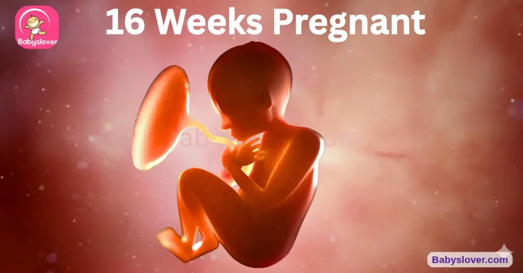 16 weeks pregnant, 16 weeks pregnant symptoms, baby size 16 weeks, avocado baby, quickening 16 weeks, first baby movement, baby hears voice 16 weeks, eyes moving side-to-side, ears final position, pregnancy brain momnesia, babymoon, maternity bra, growth spurt 16 weeks, kidneys urine 45 minutes, 16 week ultrasound, baby development week 16