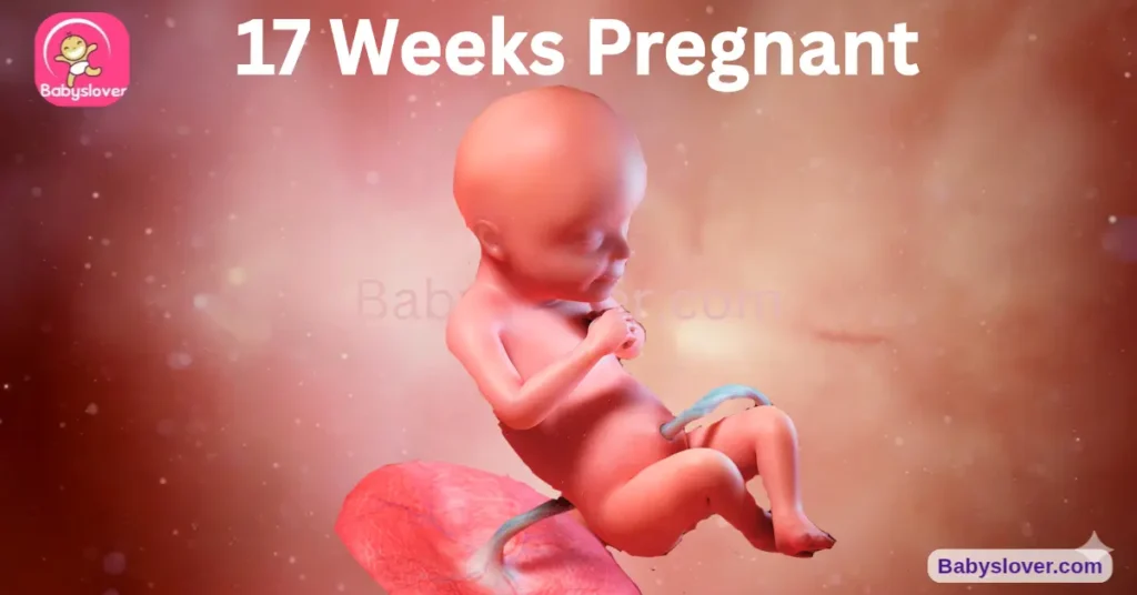 17 weeks pregnant, 17 weeks pregnant symptoms, baby size 17 weeks, pear baby, vernix caseosa, fat deposits adipose tissue, skeleton cartilage to bone, sweat glands 17 weeks, fingerprints toes, umbilical cord thickening, pregnancy dreams vivid, snoring pregnancy, appetite surge 17 weeks, stretch marks, balance pregnancy, 17 week ultrasound, baby development week 17