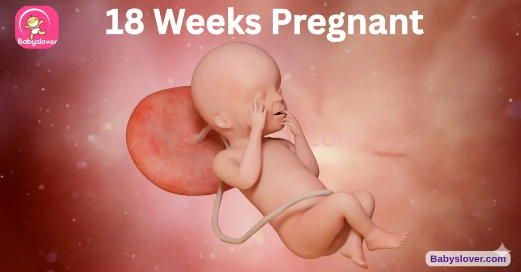 18 weeks pregnant, 18 weeks pregnant symptoms, baby size 18 weeks, sweet potato baby, motor cortex fully formed, lanugo hair 18 weeks, meconium forming, sleep wake cycle, anatomy scan preparation, myelination, girls uterus forming, stethoscope heartbeat, quickening 18 weeks, 18 weeks pregnant belly, round ligament pain, 18 week ultrasound, baby development week 18