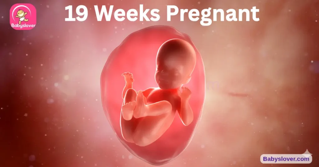 19 weeks pregnant, 19 weeks pregnant symptoms, baby size 19 weeks, mango baby, sensory brain development, 5 senses 19 weeks, thumb sucking baby 19 weeks, vernix thickening, kidneys urine amniotic fluid, eye color developing, scalp hair growing, girls 6 million eggs, quickening 19 weeks, 19 weeks pregnant belly, round ligament pain, relaxin ligaments, linea nigra, 19 weeks pregnant movement, baby hiccups pregnancy, 19 week ultrasound