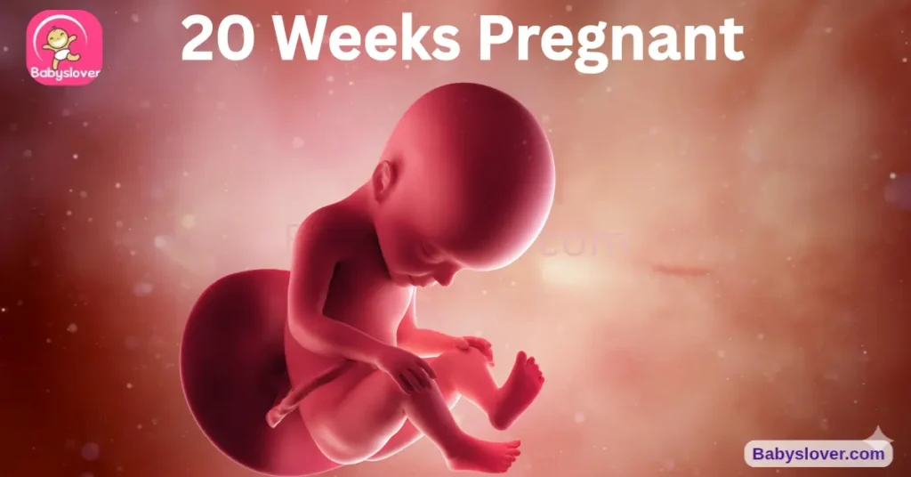 20 weeks pregnant, 20 weeks pregnant symptoms, baby size 20 weeks, halfway through pregnancy, anatomy scan 20 weeks, 20 week ultrasound what to expect, bone marrow red blood cells, practice breathing 20 weeks, brown fat forming, colostrum 20 weeks, fingernails complete, fundal height, uterus at belly button, gender reveal anatomy scan, 20 weeks pregnant belly, quickening 20 weeks, shortness of breath pregnancy, 20 weeks pregnant no movement, placenta previa screening, anatomy scan results