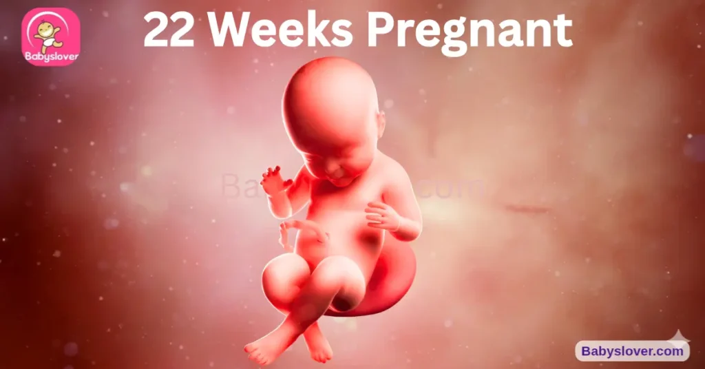 22 weeks pregnant, 22 weeks pregnant symptoms, baby size 22 weeks, corn baby 22 weeks, grip reflex 22 weeks, surfactant lung development, viability week 24 pregnancy, eye color not set baby, pregnancy gingivitis, flashlight baby womb reaction, 22 weeks pregnant belly, 22 weeks pregnant movement, round ligament pain 22 weeks, hemorrhoids pregnancy, testes descending male baby, 22 week ultrasound, fetal development week 22, baby grabs umbilical cord