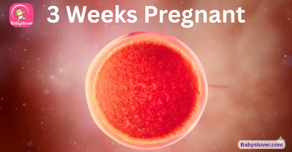 baby development at 3 weeks pregnant size morula blastocyst implantation